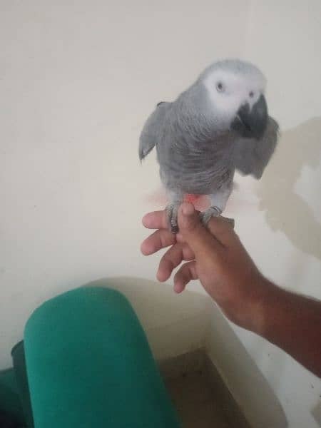 African congo gray parrot big sizes 4