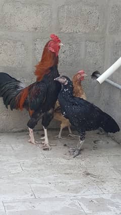 Aseel & Sindhi Hens