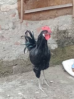 Australorp