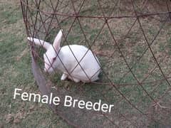 Desi breeder Rabbit Khargosh