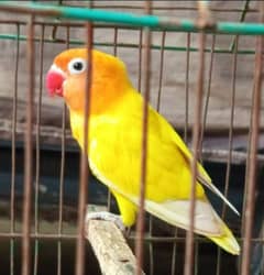 love birds/lovebird/lovebirds/love bird/lutino Personata/lutino Female