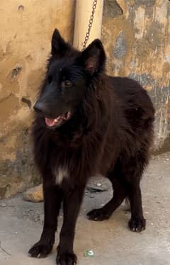 black German shepherd urgent sale