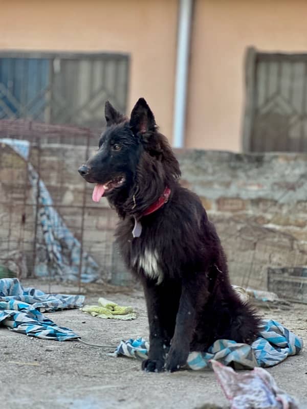 black German shepherd urgent sale 3