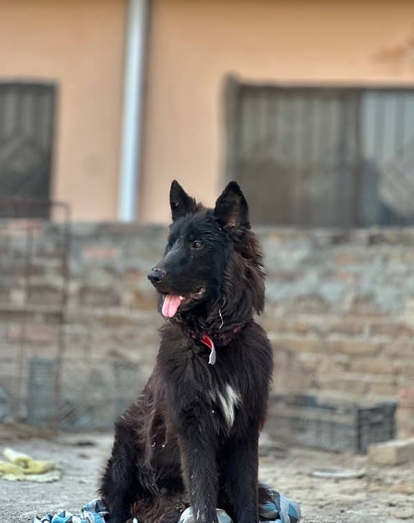 black German shepherd urgent sale 4