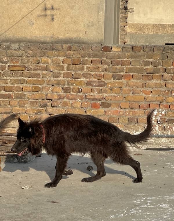 black German shepherd urgent sale 5