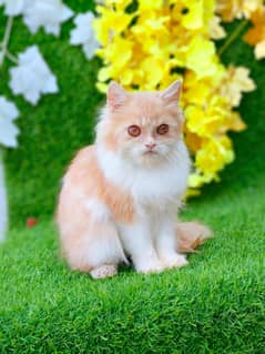 high quality kitten|Punch face Kittens|persian cat|cute|tripple|fluffy 0