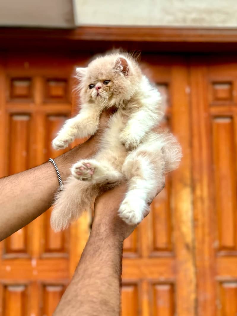 high quality kitten|Punch face Kittens|persian cat|cute|tripple|fluffy 1