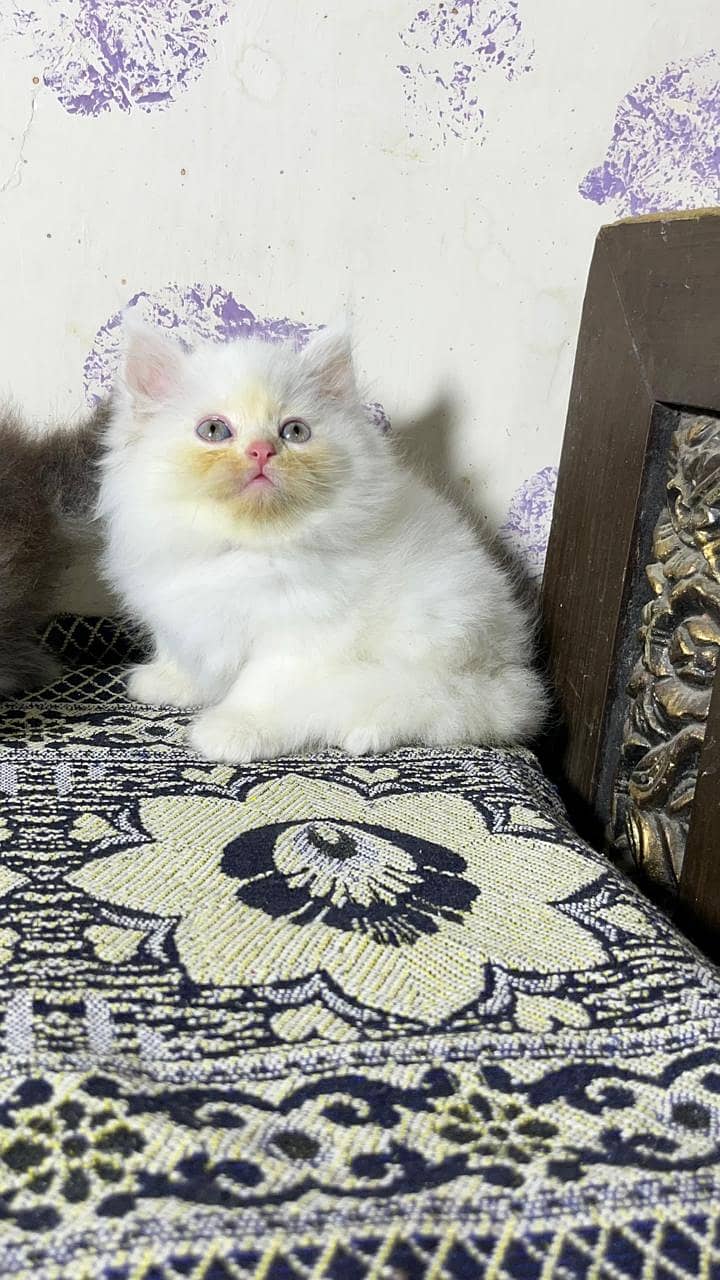 high quality kitten|Punch face Kittens|persian cat|cute|tripple|fluffy 2