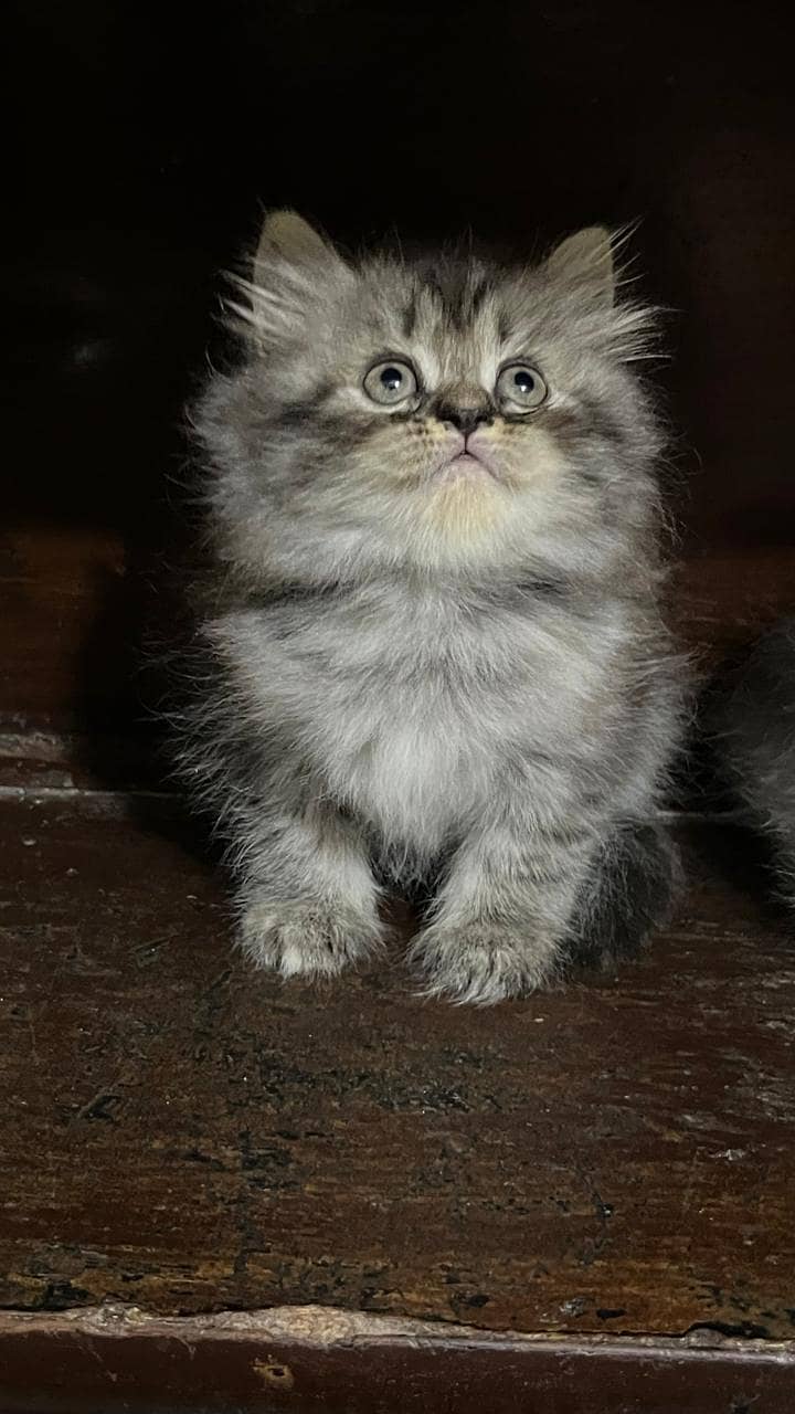 high quality kitten|Punch face Kittens|persian cat|cute|tripple|fluffy 3