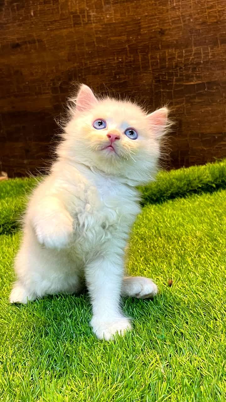 high quality kitten|Punch face Kittens|persian cat|cute|tripple|fluffy 7