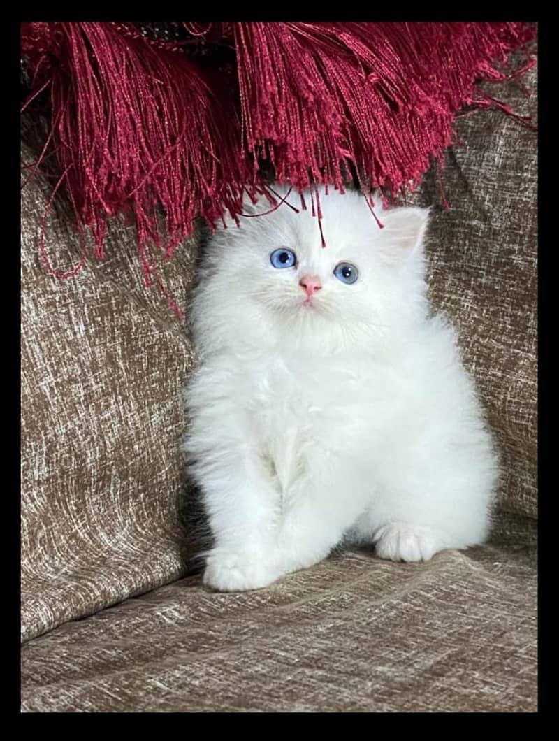 high quality kitten|Punch face Kittens|persian cat|cute|tripple|fluffy 8