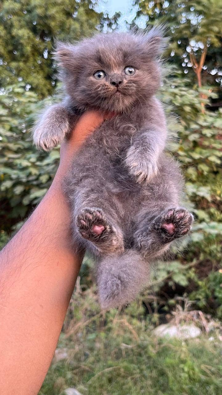 high quality kitten|Punch face Kittens|persian cat|cute|tripple|fluffy 9