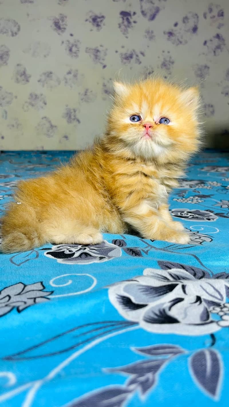 high quality kitten|Punch face Kittens|persian cat|cute|tripple|fluffy 12