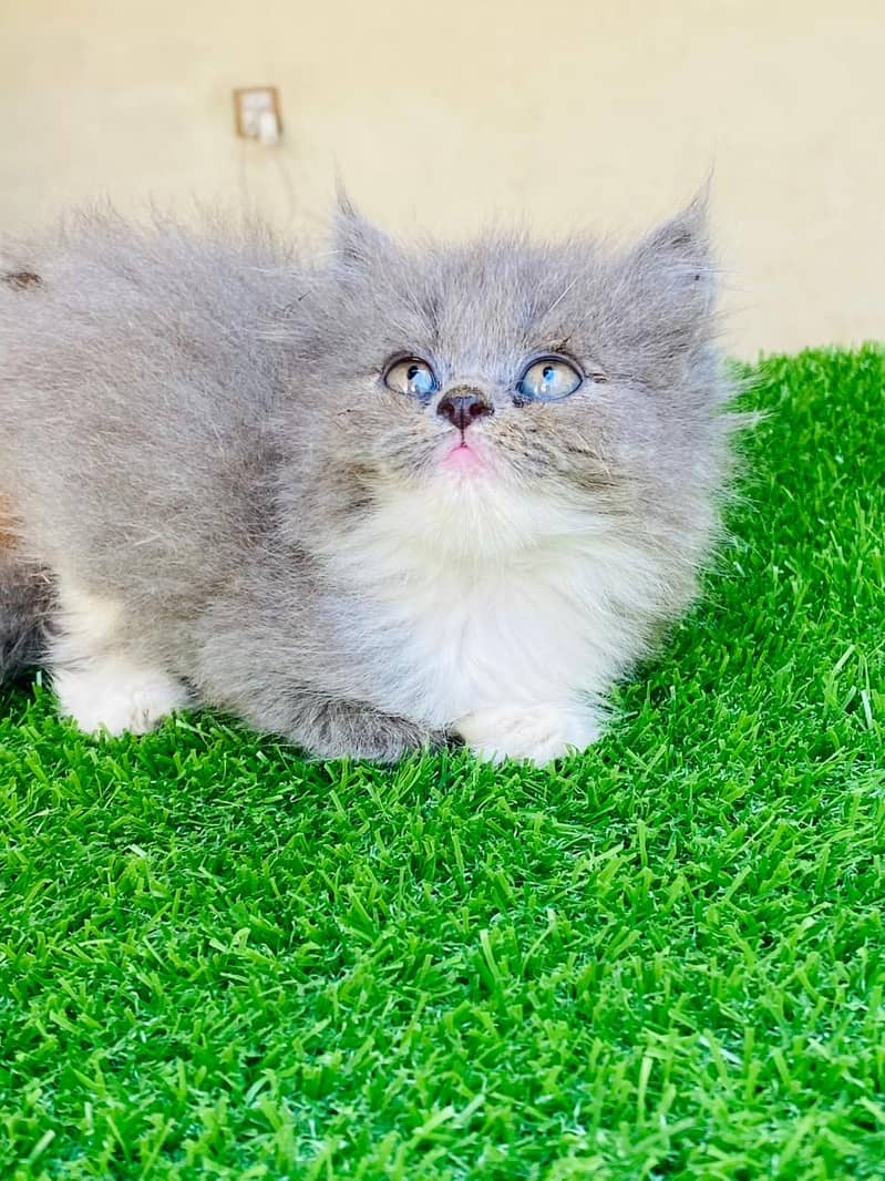 high quality kitten|Punch face Kittens|persian cat|cute|tripple|fluffy 14