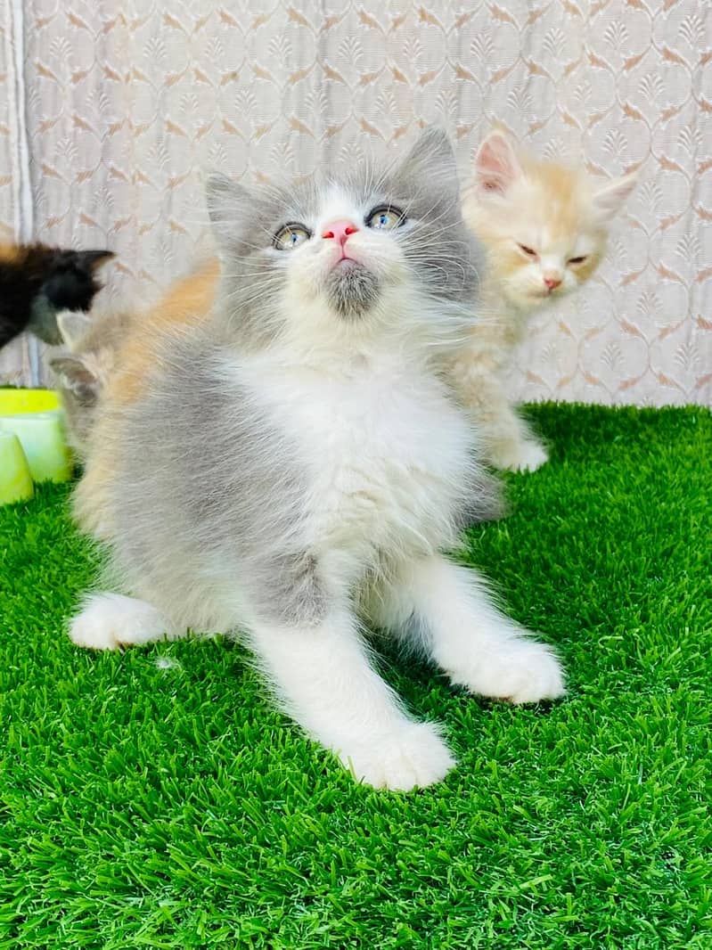 high quality kitten|Punch face Kittens|persian cat|cute|tripple|fluffy 15