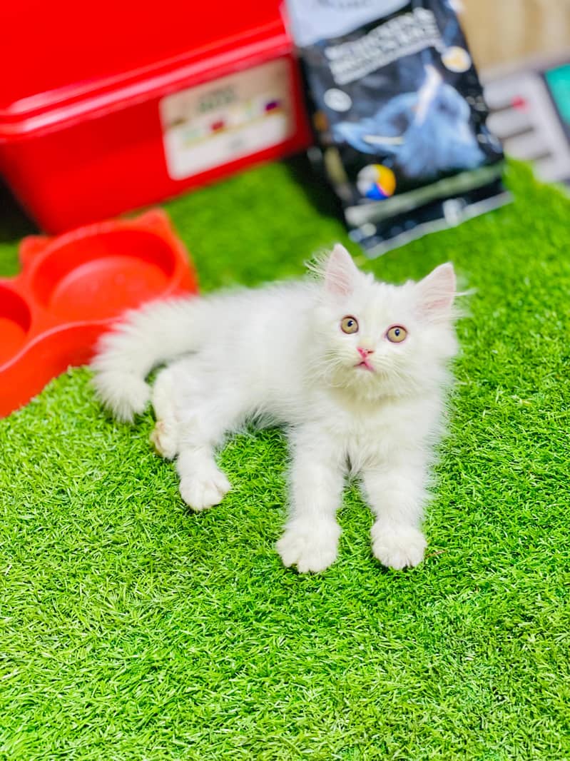 high quality kitten|Punch face Kittens|persian cat|cute|tripple|fluffy 16