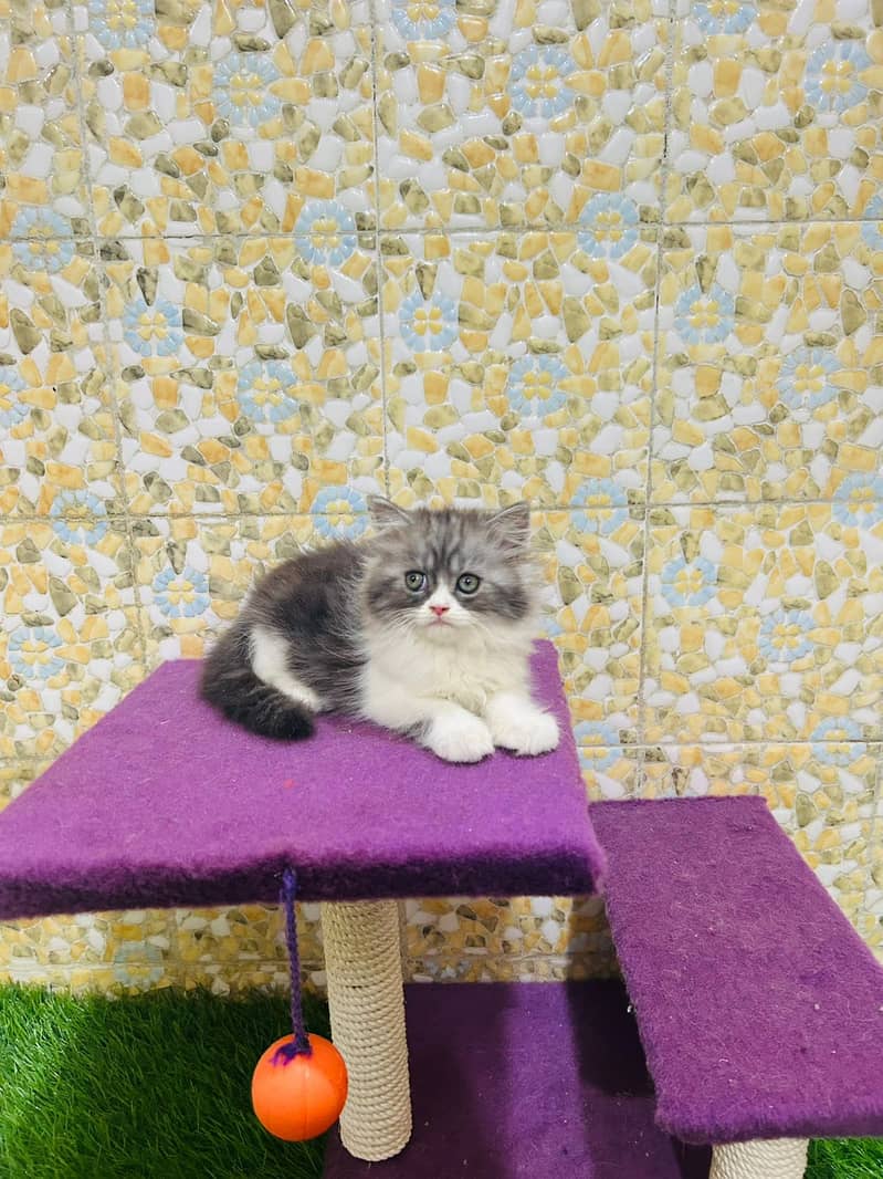 Piki Kitten|Punch face Kittens|persian cat|cute|tripple|fluffy|doll 3