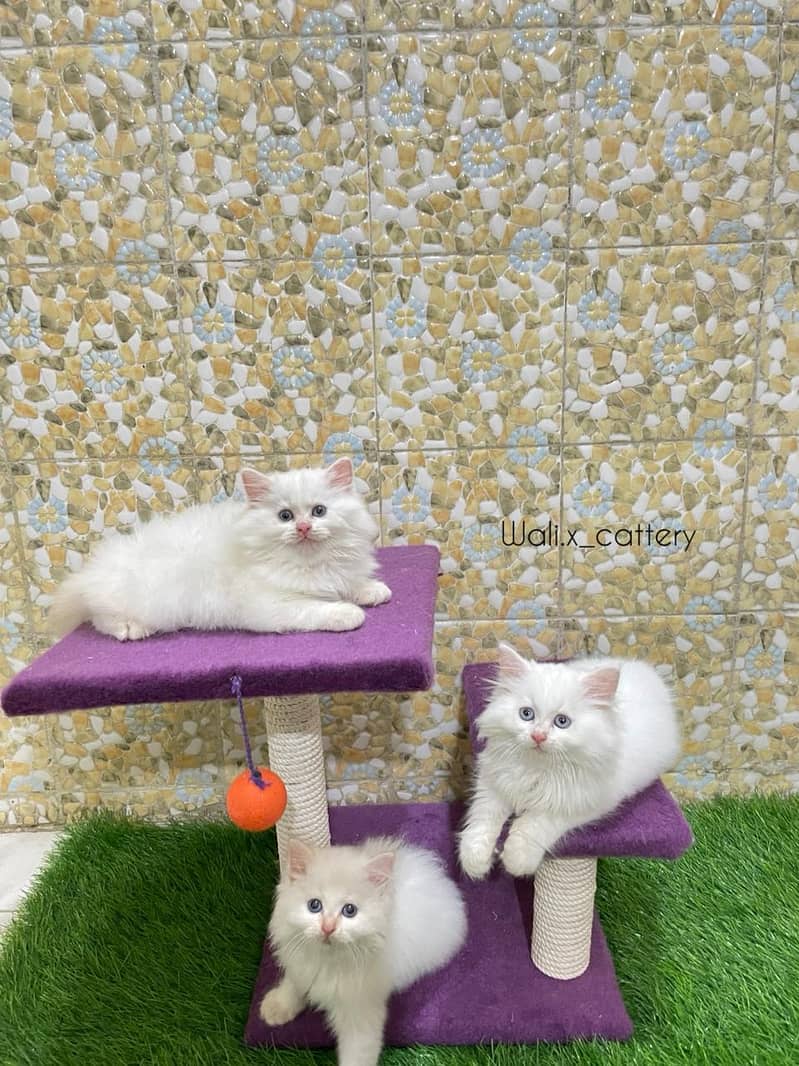 Piki Kitten|Punch face Kittens|persian cat|cute|tripple|fluffy|doll 14