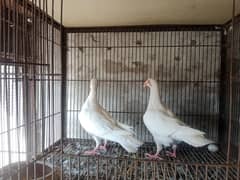 Danish White breeder pair for sale