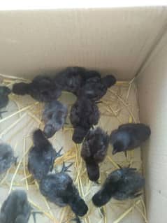 ayam Cimani chicks and white Heera chicks for sale high quality