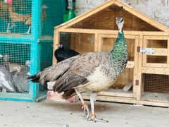 Female Peacock Healthy and Active