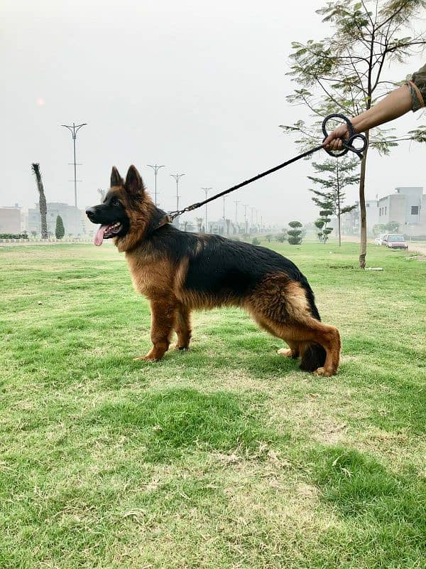 German shepherd only for std 1