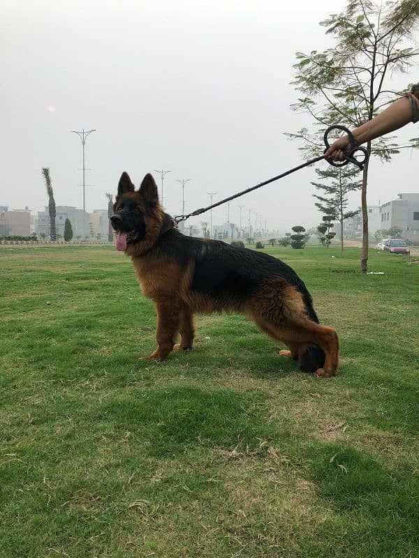 German shepherd only for std 2