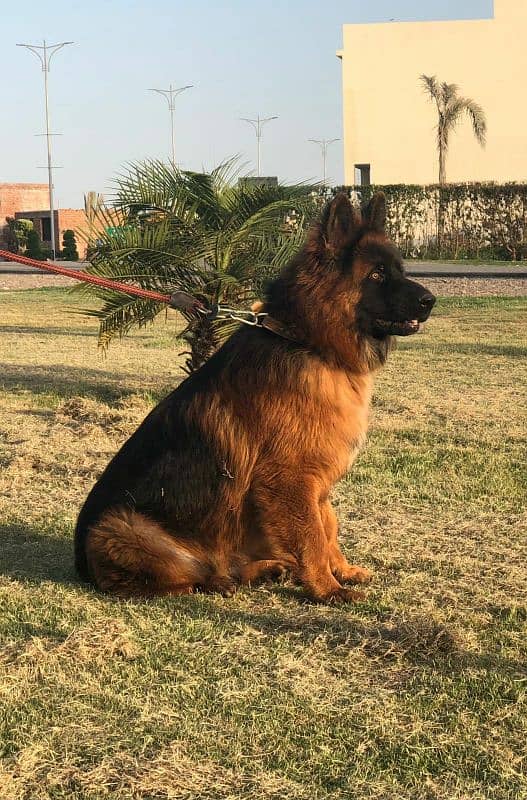 German shepherd only for std 3