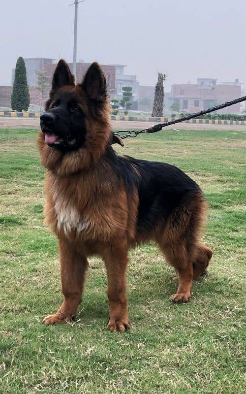 German shepherd only for std 4