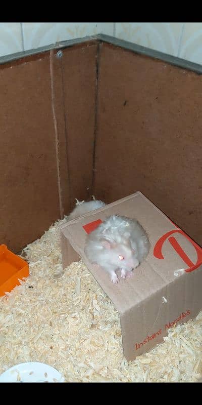 Male Hamster 0