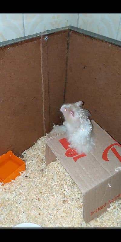 Male Hamster 1