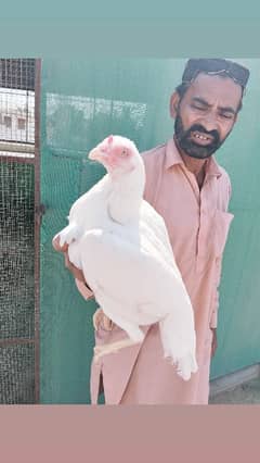 Aseel HEERA MAADI | Aseel Hen for sale | hen for sale