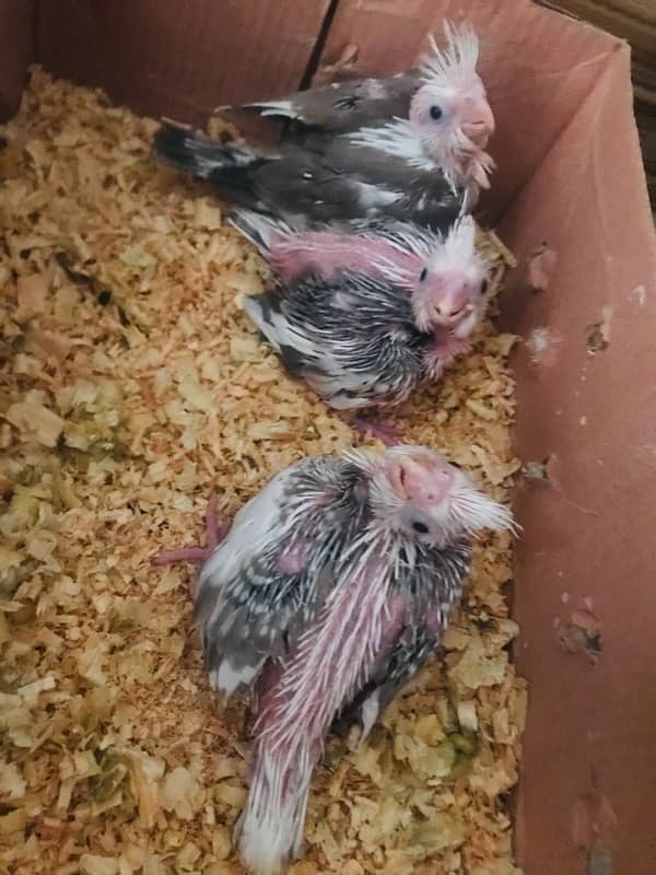 cocktail chicks for sale 0