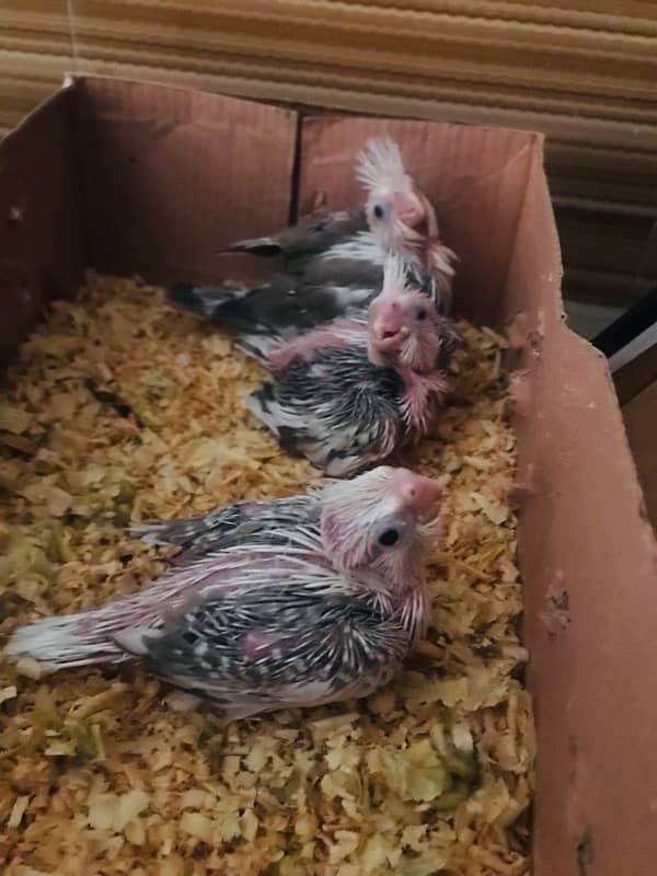 cocktail chicks for sale 1