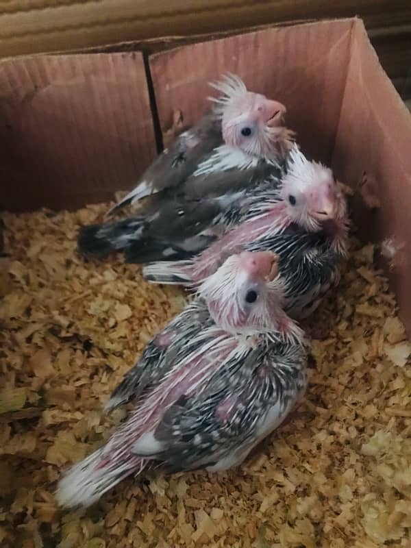 cocktail chicks for sale 2