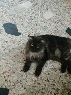 Triple cot black Persian cat 0