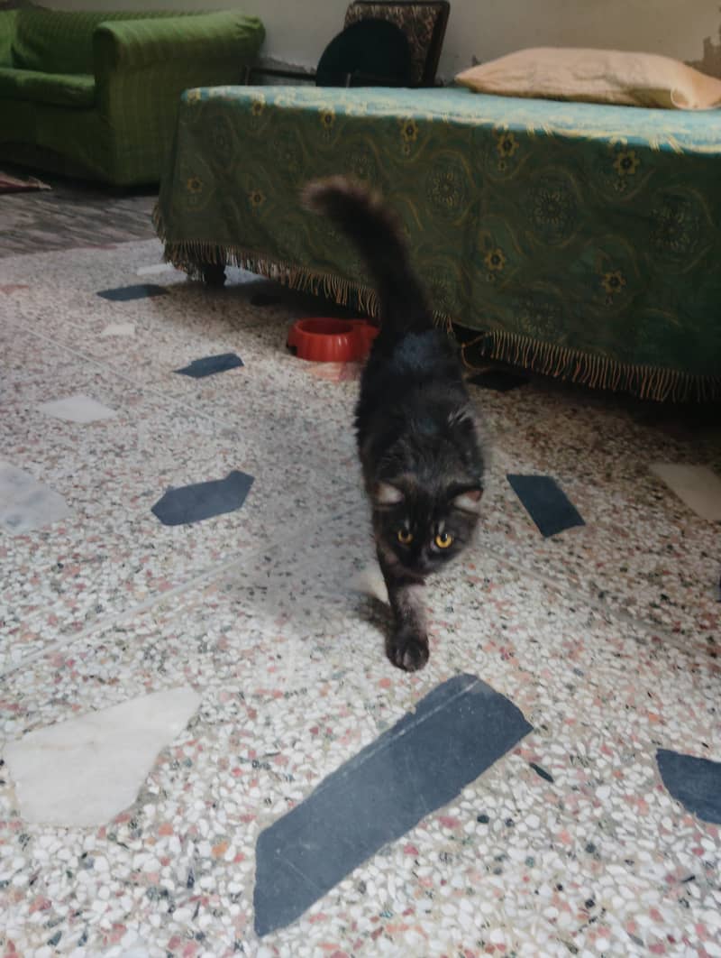 Triple cot black Persian cat 1