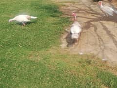 Turkey pair and 1 male for sale. Total 3 pcs. Turkey female lying eggs