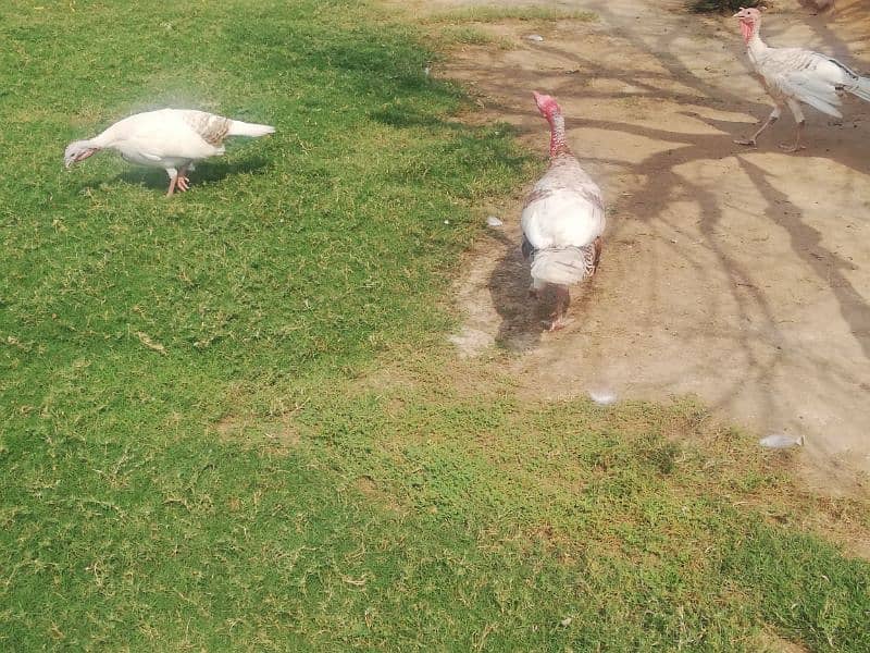 Turkey pair and 1 male for sale. Total 3 pcs. Turkey female lying eggs 0