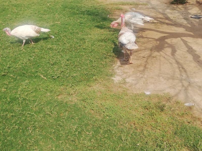 Turkey pair and 1 male for sale. Total 3 pcs. Turkey female lying eggs 1