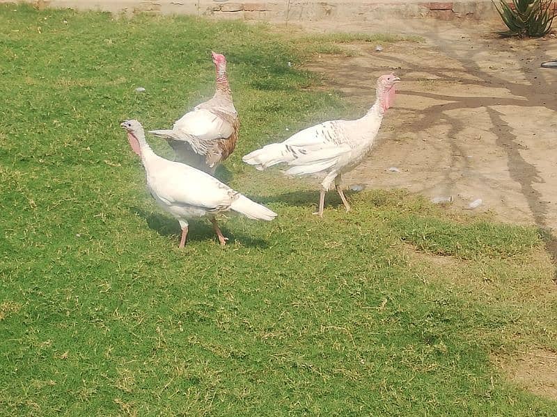 Turkey pair and 1 male for sale. Total 3 pcs. Turkey female lying eggs 2