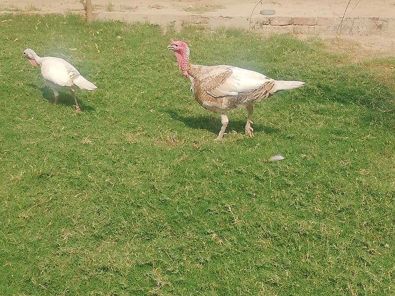 Turkey pair and 1 male for sale. Total 3 pcs. Turkey female lying eggs 3