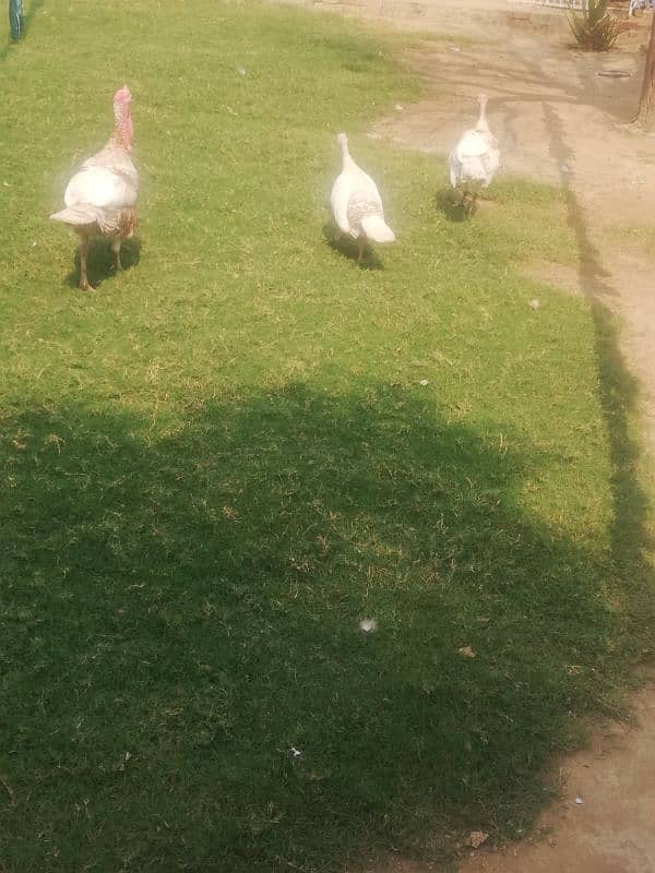 Turkey pair and 1 male for sale. Total 3 pcs. Turkey female lying eggs 4