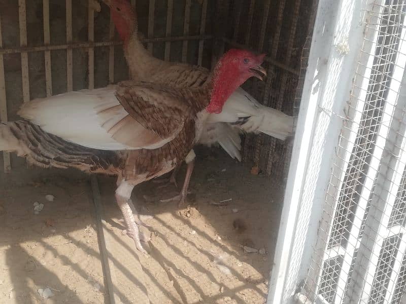 Turkey pair and 1 male for sale. Total 3 pcs. Turkey female lying eggs 6