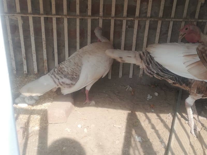 Turkey pair and 1 male for sale. Total 3 pcs. Turkey female lying eggs 7