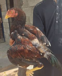 Aseel Mianwali Chick For Sale 0