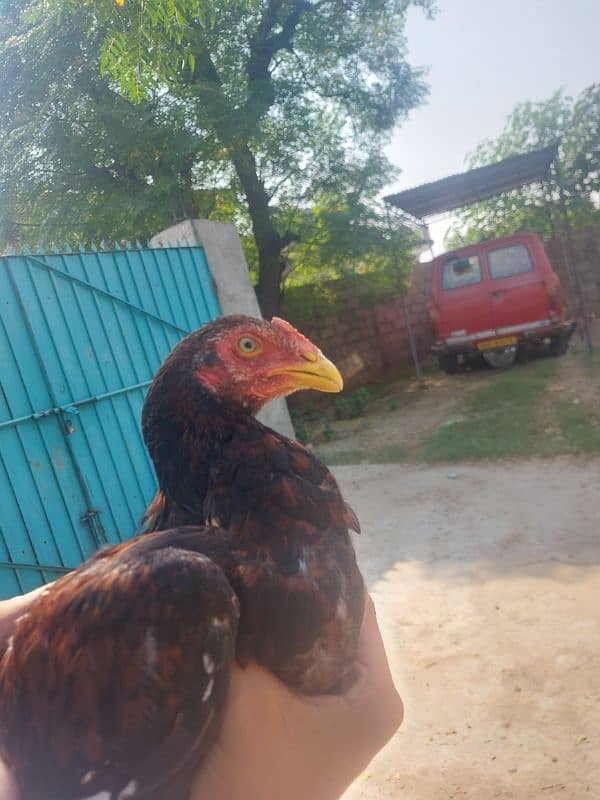 Aseel Mianwali Chick For Sale 1