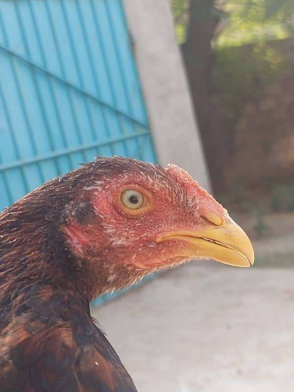 Aseel Mianwali Chick For Sale 2