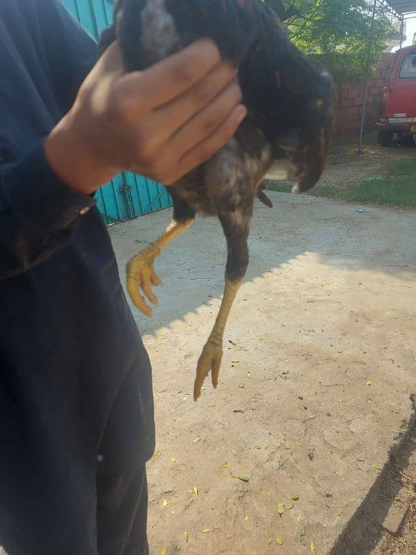 Aseel Mianwali Chick For Sale 3