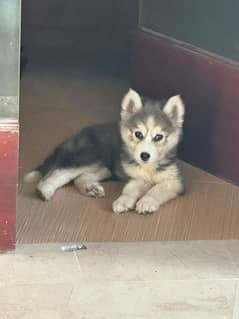 Siberian husky male puppy available for sale 0